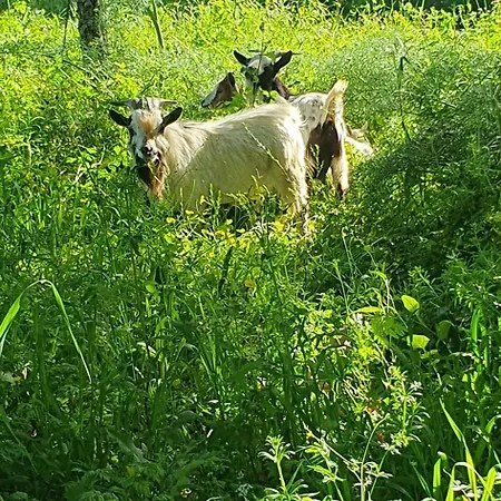 Casa Llogan 4p Quinta Pedras Da Lagoa Semesterbostad